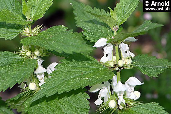 Weisse Taubnessel - Lamium album