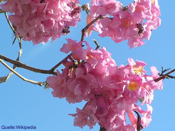 Tabebuia impetiginosa - Lapachobaum