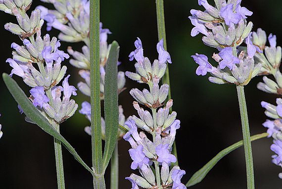 Echter Lavendel - Lavandula angustifolia