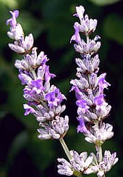 Lavendel - Lavandula angustifolia