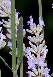 Lavendel - Lavandula angustifolia