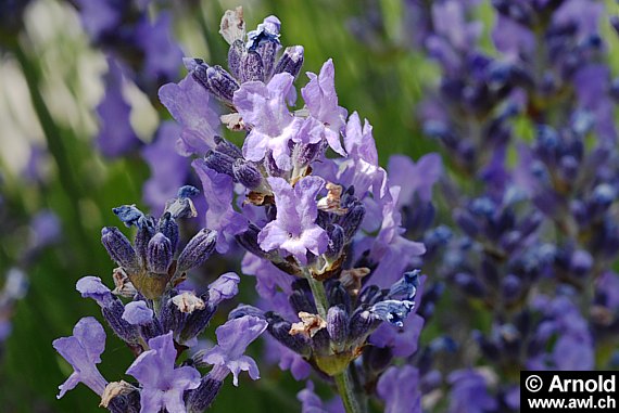 Lavandula angustifolia