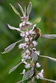 Leonurus cardiaca