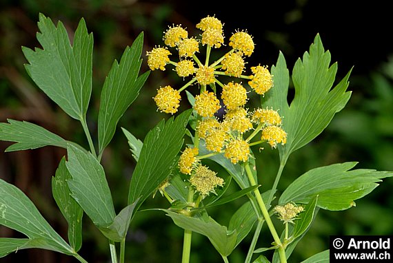 Liebstöckel (Levisticum officinale) oder Maggikraut