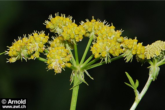 Liebstöckelblüte