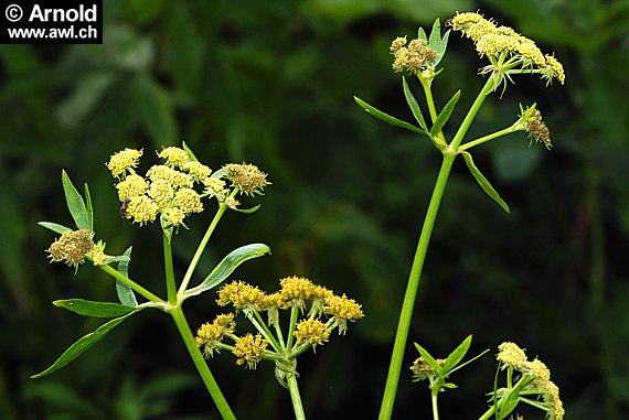 Maggikraut, Liebstöckel