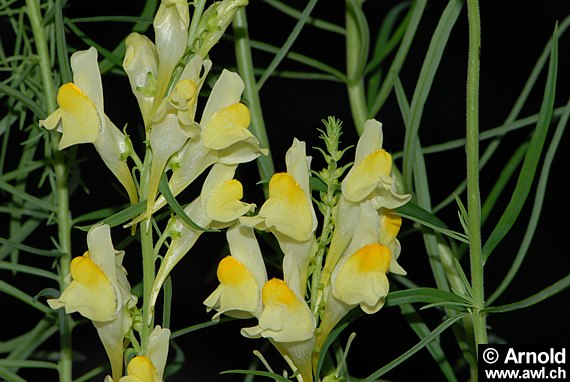 Linaria vulgaris - Leinkraut, Ackerlein