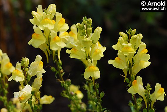 Linaria vulgaris - Leinkraut, Frauenflachs