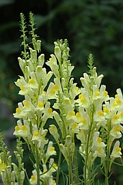 Linaria vulgaris - Leinkraut