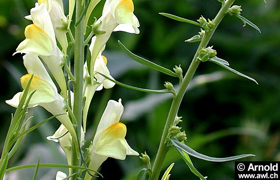 Linaria vulgaris - Leinkraut