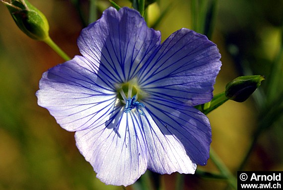 Flachs, Lein (Linum usitatissimum) 