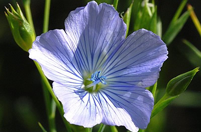 Lein, Flachs - Linum usitatissimum