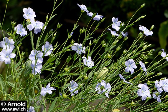 Linum usitatissimum - Flachs, Lein