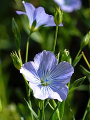 Linum usitatissimum