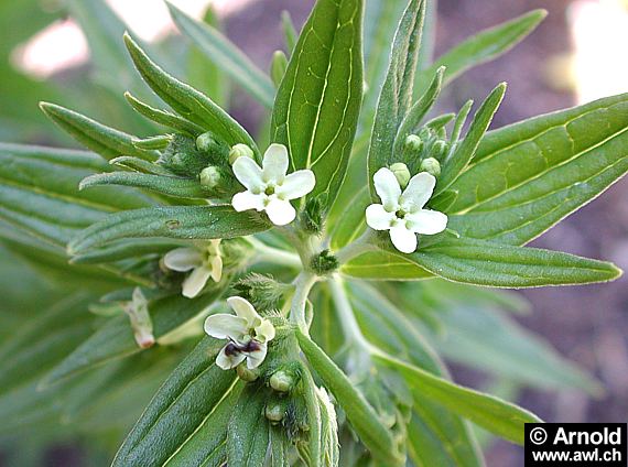 Echter Steinsame - Lithospermum officinale