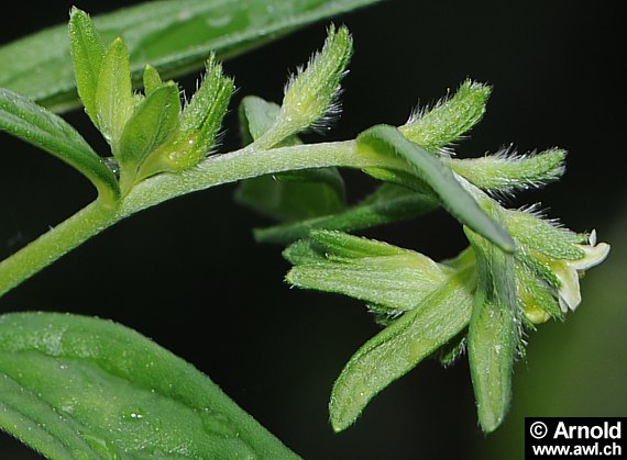 Lithospermum officinale - Echter Steinsame