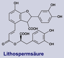 Lithospermsäure - Inhaltsstoff des Steinsame