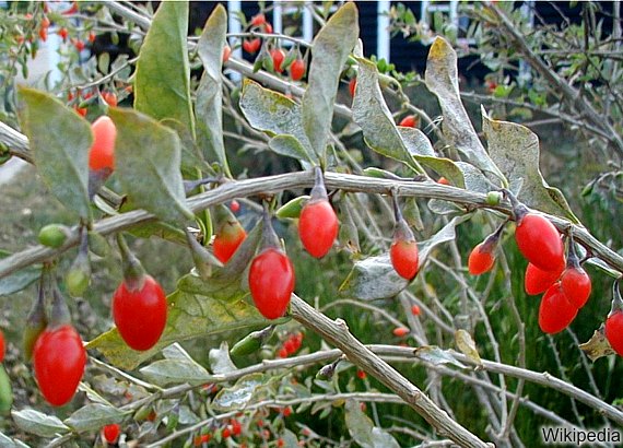 Goji Beeren