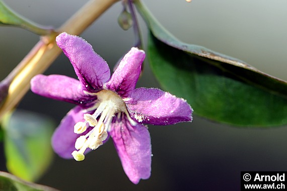 Goji, Gemeiner Bocksdorn - Lycium barbarum