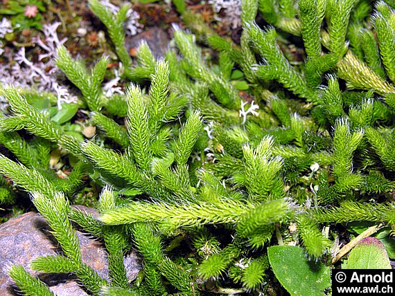 Bärlapp - Lycopodium clavatum