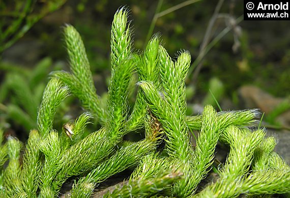 Bärlapp (Lycopodium clavatum)