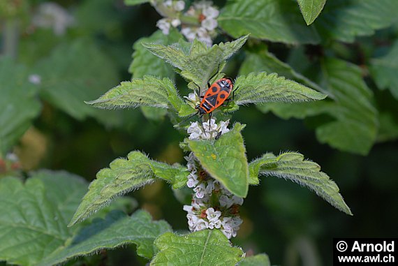 Lycopus europaeus - Gemeiner Wolfstrapp