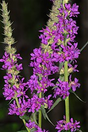 Blutweiderich - Lythrum salicaria