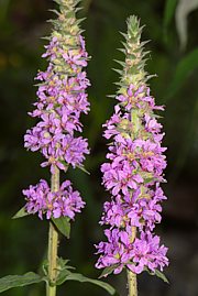 Blutweiderich - Lythrum salicaria