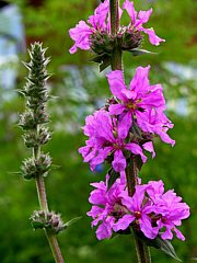 Blutweiderich - Lythrum salicaria