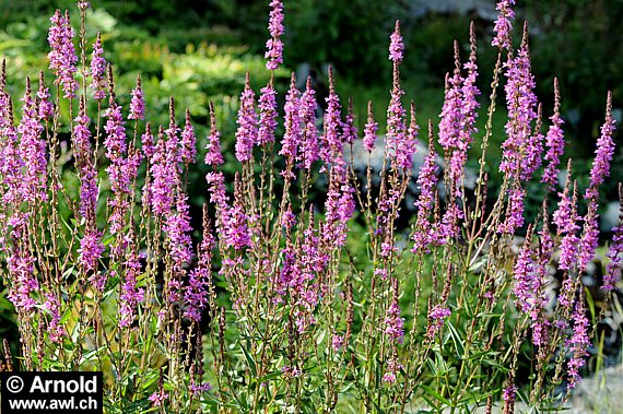 Lythrum salicaria - Blutweiderich