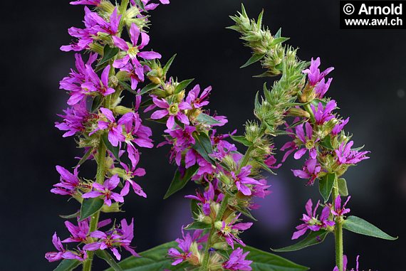 Blutweiderich - Lythrum salicaria