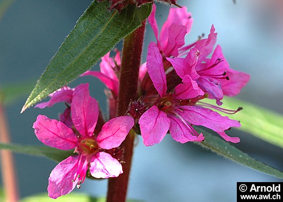 Roter Weiderich (Blutweiderich)