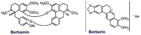 Berberin und Berbamin - Inhaltsstoffe der Mahonie