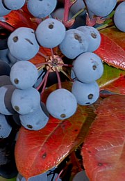 Mahonia aquifolium - Mahonie