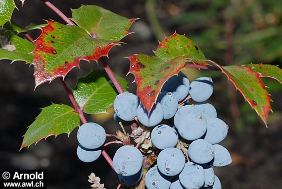 Mahonia aquifolium - Mahonie