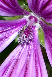 Malva sylvestris