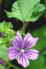 Malva sylvestris