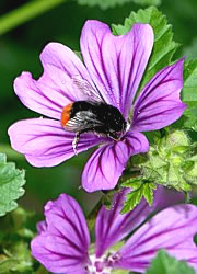 Malva sylvestris