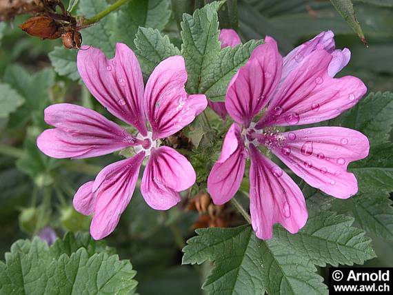 Wilde Malve (Malva sylvestris)