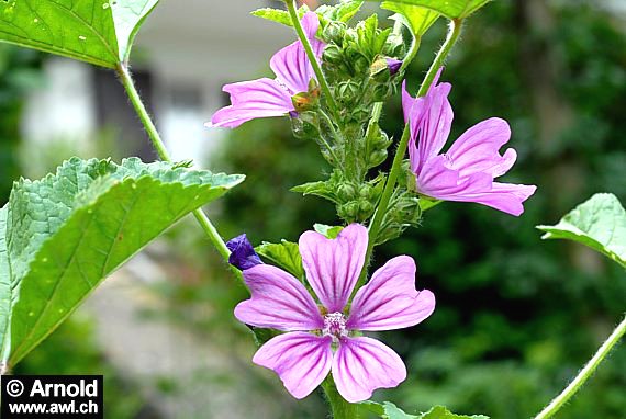 Bild der Wilden Malve (Malva sylvestris)