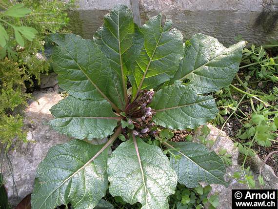 Mandragora autumnalis - Herbstalraune