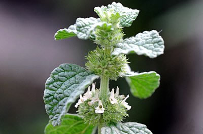 Blühender Andorn (Marrubium vulgare)