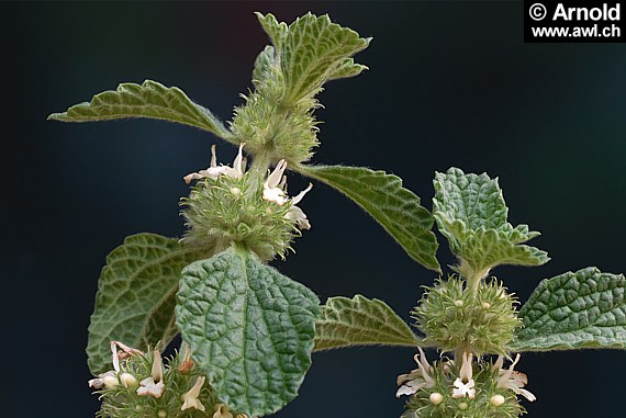 Gemeiner Andorn - Marrubium vulgare