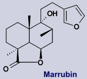 Marrubin - Inhaltsstoff von Andorn