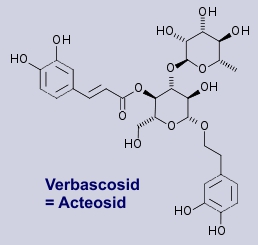 Acteosid, Verbascosid - Inhaltsstoff des Andorns