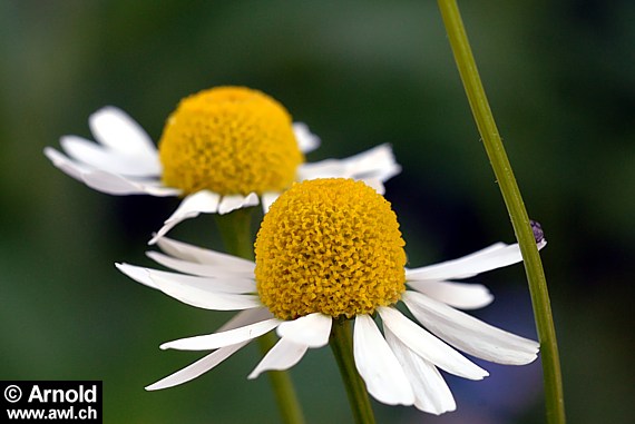 Zwei Blüten der echten Kamille