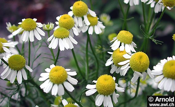 Echte Kamille (Matricaria recutita)