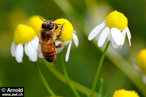 Kamillenblüten mit Biene