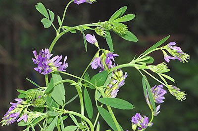 Luzerne, Alfalfa (Medicago sativa)