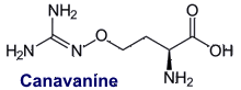 Canavanine - Inhaltstoff der Luzerne